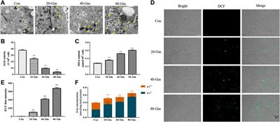 The Inhibitory Effect of 6-Gingerol on Ubiquitin-Specific Peptidase 14 Enhances Autophagy-Dependent Ferroptosis and Anti-Tumor in vivo and in vitro